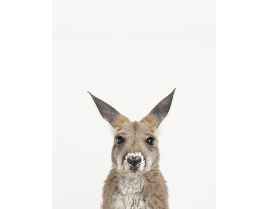Baby Animal Photography Pictures_Baby Kangaroo -01