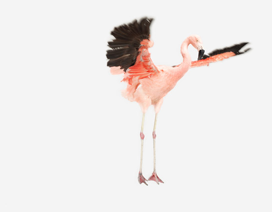 Flying-Flamingo_545