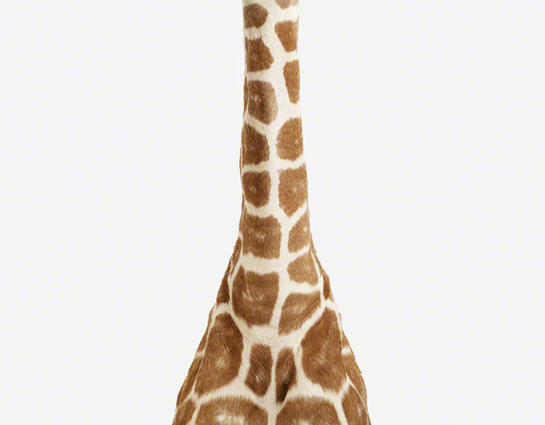 Giraffe Detai